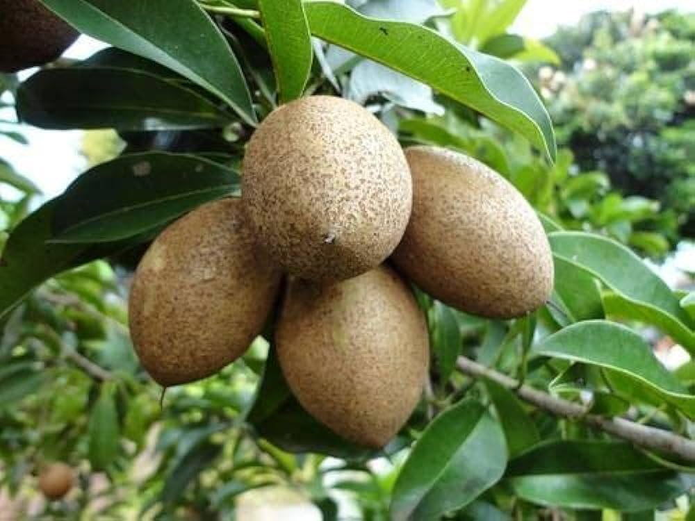 Fruit Plants